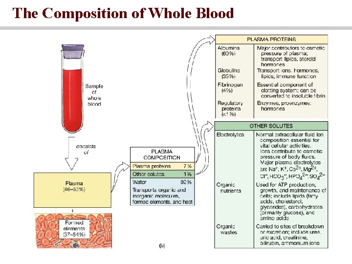 The Composition of Whole Blood 