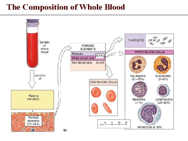 The Composition of Whole Blood 