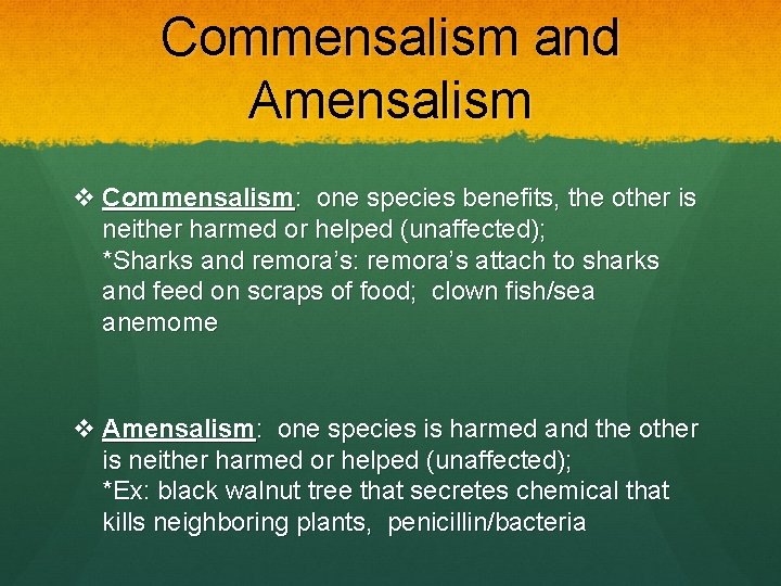 Commensalism and Amensalism v Commensalism: one species benefits, the other is neither harmed or
