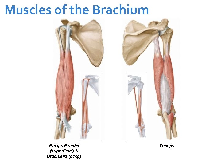 Muscles of the Brachium Biceps Brachii view) (Anterior (superficial) & Biceps: Brachialis and Brachialis