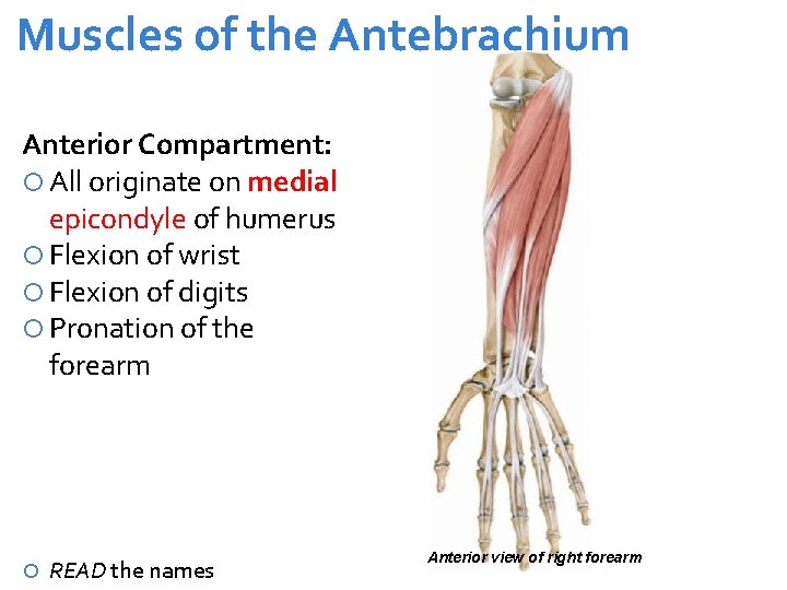 Muscles of the Antebrachium Anterior Compartment: All originate on medial epicondyle of humerus Flexion