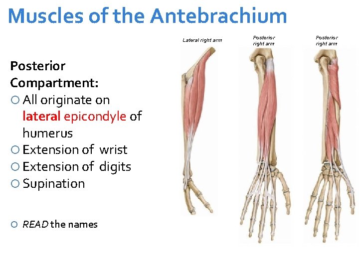 Muscles of the Antebrachium Lateral right arm Posterior Compartment: All originate on lateral epicondyle