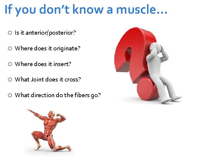 If you don’t know a muscle… Is it anterior/posterior? Where does it originate? Where