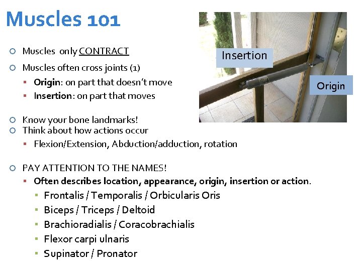 Muscles 101 Muscles only CONTRACT Muscles often cross joints (1) Origin: on part that