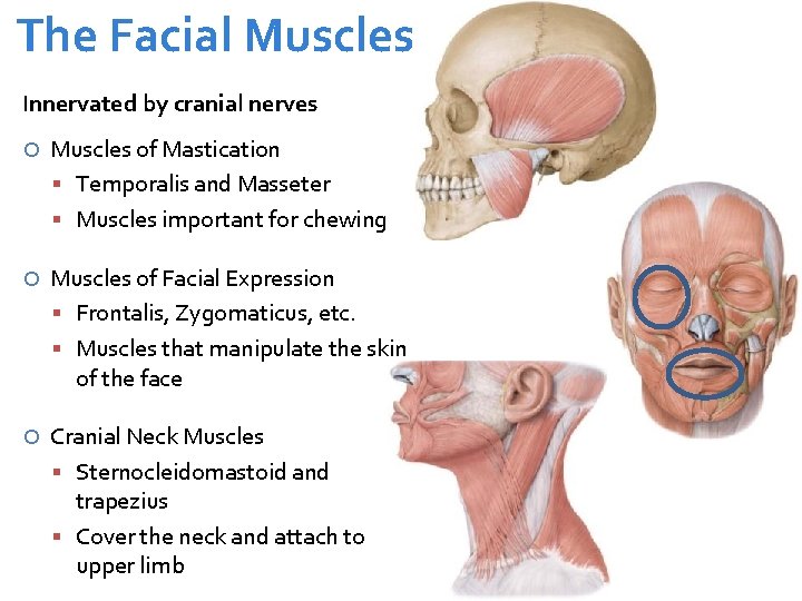 The Facial Muscles Innervated by cranial nerves Muscles of Mastication Temporalis and Masseter Muscles