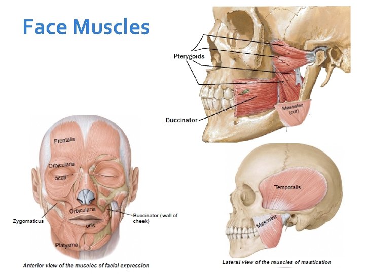 Face Muscles 