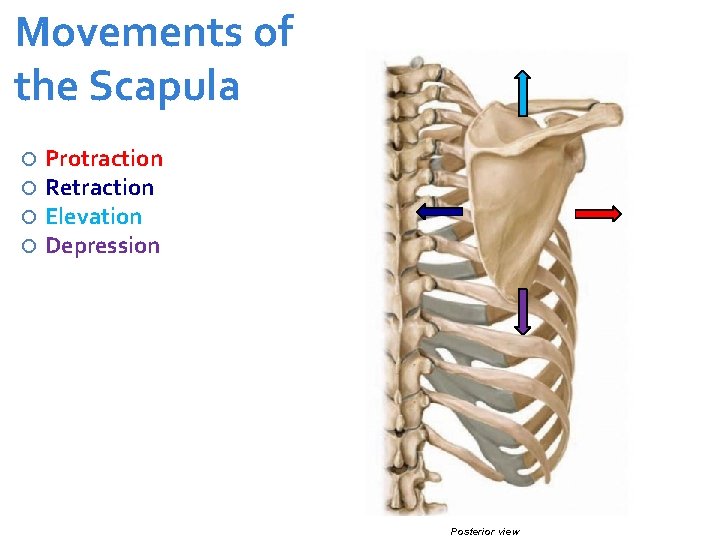Anatomy Lab 5 The Head Upper Limb Musculature