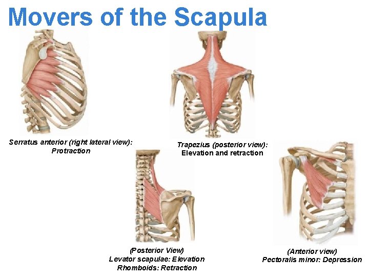 Movers of the Scapula Serratus anterior (right lateral view): Protraction Trapezius (posterior view): Elevation
