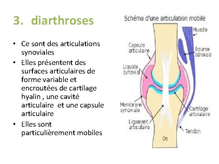 3. diarthroses • Ce sont des articulations synoviales • Elles présentent des surfaces articulaires 3. diarthroses • Ce sont des articulations synoviales • Elles présentent des surfaces articulaires