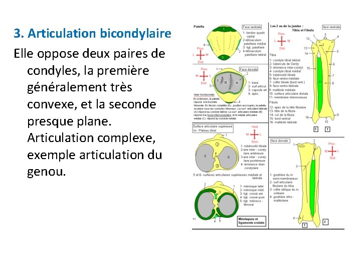 3. Articulation bicondylaire Elle oppose deux paires de condyles, la première généralement très convexe, 3. Articulation bicondylaire Elle oppose deux paires de condyles, la première généralement très convexe,