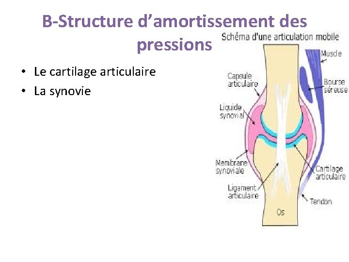 B-Structure d’amortissement des pressions • Le cartilage articulaire • La synovie B-Structure d’amortissement des pressions • Le cartilage articulaire • La synovie