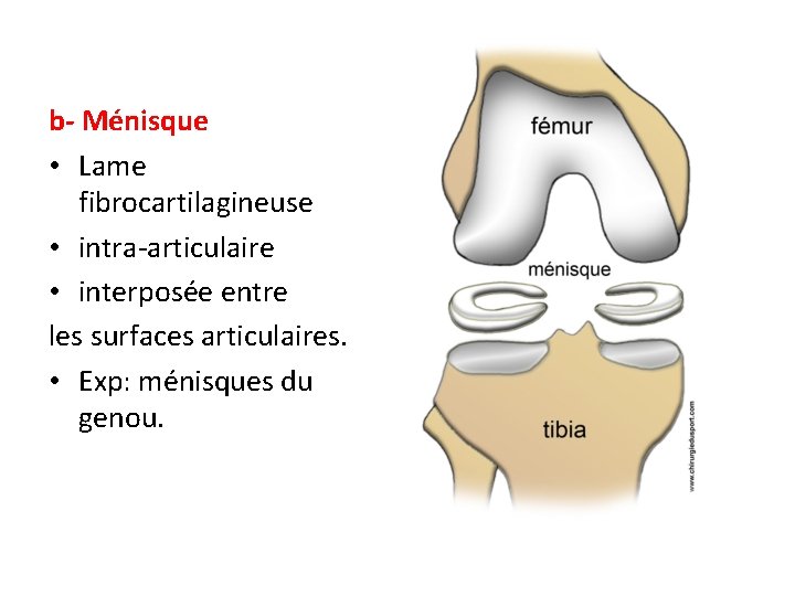 b- Ménisque • Lame fibrocartilagineuse • intra-articulaire • interposée entre les surfaces articulaires. • b- Ménisque • Lame fibrocartilagineuse • intra-articulaire • interposée entre les surfaces articulaires. •