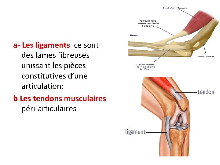 a- Les ligaments ce sont des lames fibreuses unissant les pièces constitutives d’une articulation; a- Les ligaments ce sont des lames fibreuses unissant les pièces constitutives d’une articulation;