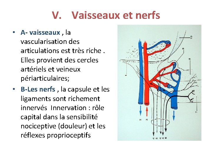 V. Vaisseaux et nerfs • A- vaisseaux , la vascularisation des articulations est très V. Vaisseaux et nerfs • A- vaisseaux , la vascularisation des articulations est très