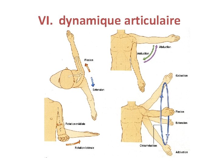 VI. dynamique articulaire VI. dynamique articulaire