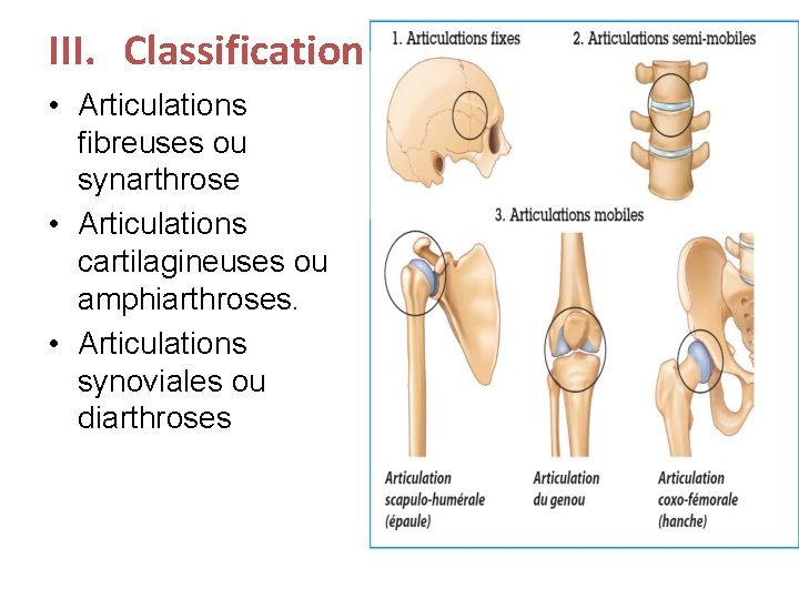 III. Classification • Articulations fibreuses ou synarthrose • Articulations cartilagineuses ou amphiarthroses. • Articulations III. Classification • Articulations fibreuses ou synarthrose • Articulations cartilagineuses ou amphiarthroses. • Articulations