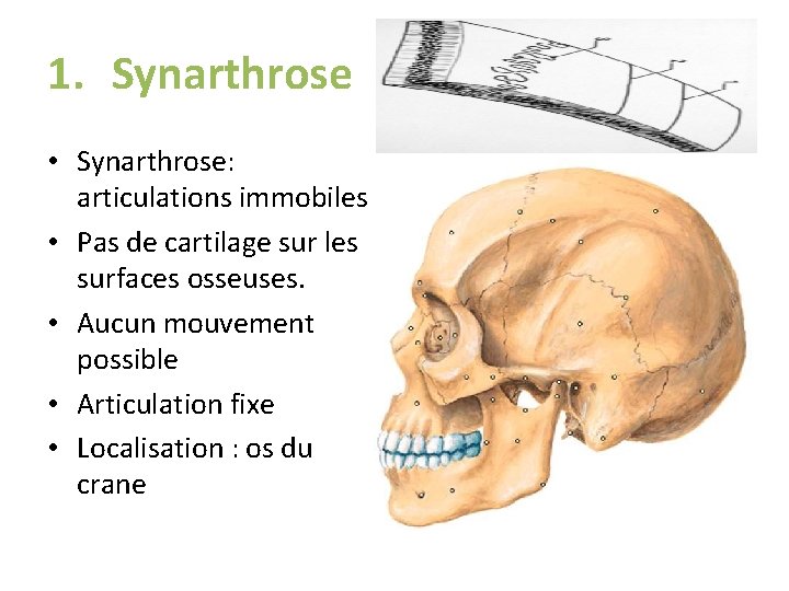 1. Synarthrose • Synarthrose: articulations immobiles • Pas de cartilage sur les surfaces osseuses. 1. Synarthrose • Synarthrose: articulations immobiles • Pas de cartilage sur les surfaces osseuses.