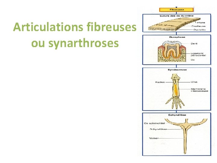Articulations fibreuses ou synarthroses Articulations fibreuses ou synarthroses