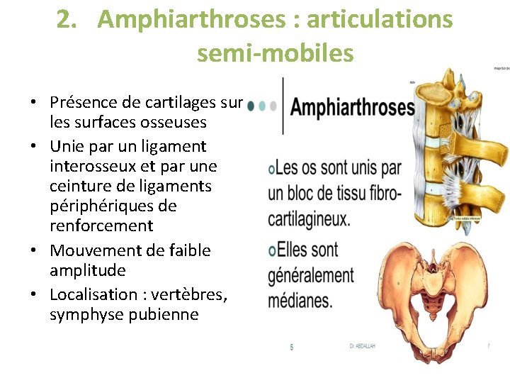 2. Amphiarthroses : articulations semi-mobiles • Présence de cartilages sur les surfaces osseuses • 2. Amphiarthroses : articulations semi-mobiles • Présence de cartilages sur les surfaces osseuses •