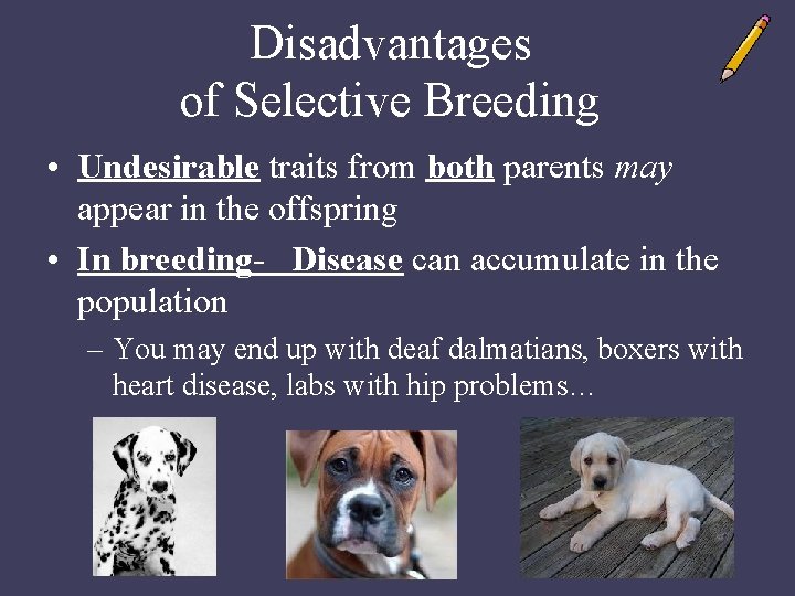 Disadvantages of Selective Breeding • Undesirable traits from both parents may appear in the