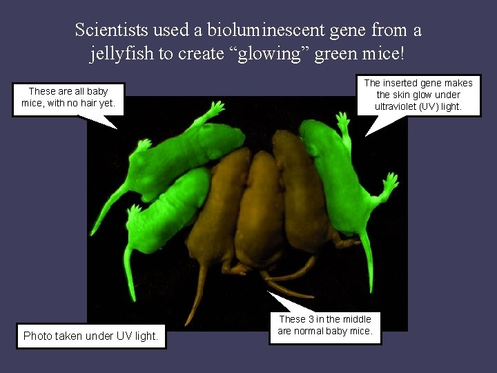 Scientists used a bioluminescent gene from a jellyfish to create “glowing” green mice! These