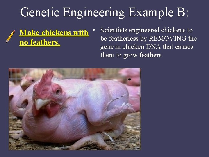 Genetic Engineering Example B: Make chickens with • Scientists engineered chickens to be featherless