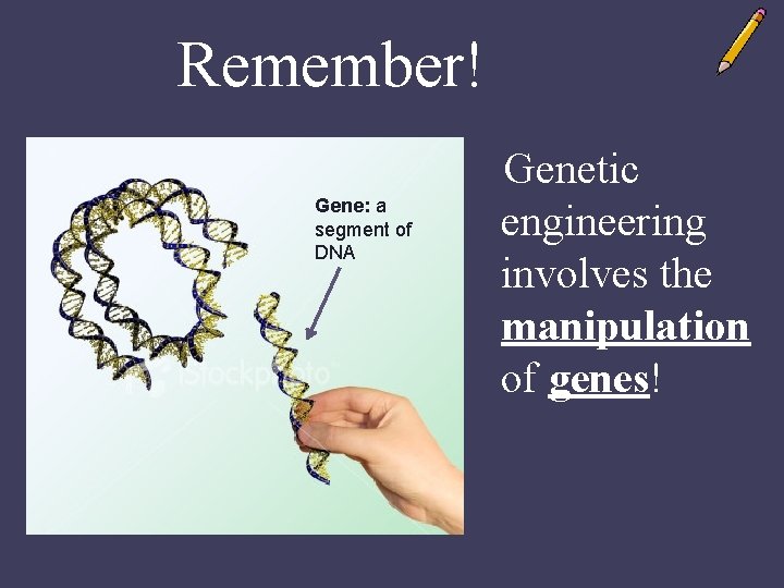 Remember! Gene: a segment of DNA Genetic engineering involves the manipulation of genes! 