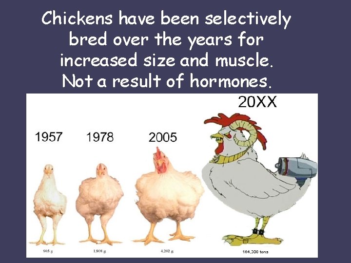 Chickens have been selectively bred over the years for increased size and muscle. Not