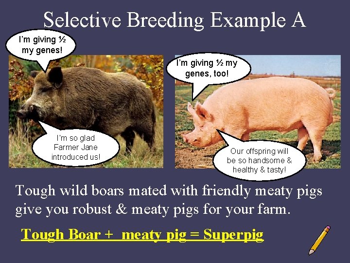 Selective Breeding Example A I’m giving ½ my genes! I’m giving ½ my genes,