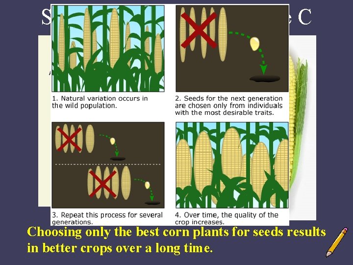 Selective Breeding: Example C Ancient corn from Peru (~4000 yrs old) Choosing only the