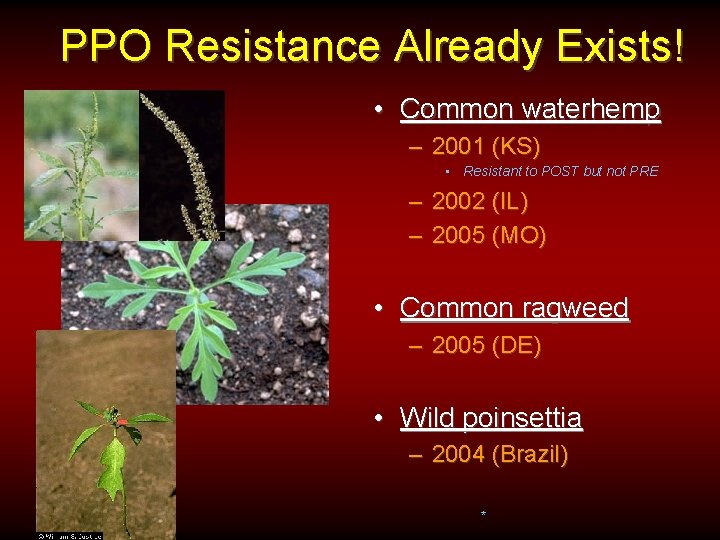 PPO Resistance Already Exists! • Common waterhemp – 2001 (KS) • Resistant to POST