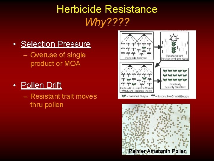 Herbicide Resistance Why? ? • Selection Pressure – Overuse of single product or MOA