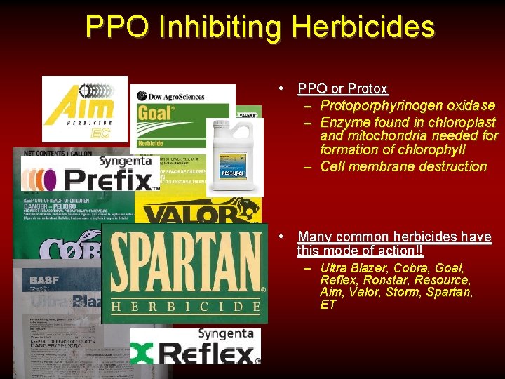 PPO Inhibiting Herbicides • PPO or Protox – Protoporphyrinogen oxidase – Enzyme found in