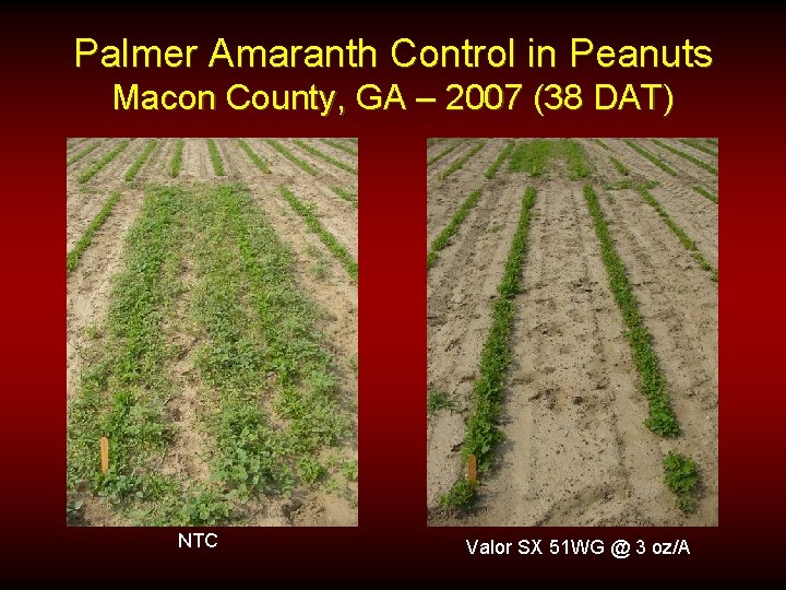 Palmer Amaranth Control in Peanuts Macon County, GA – 2007 (38 DAT) NTC Valor