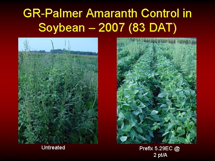 GR-Palmer Amaranth Control in Soybean – 2007 (83 DAT) Untreated SB-01 -07 Prefix 5.