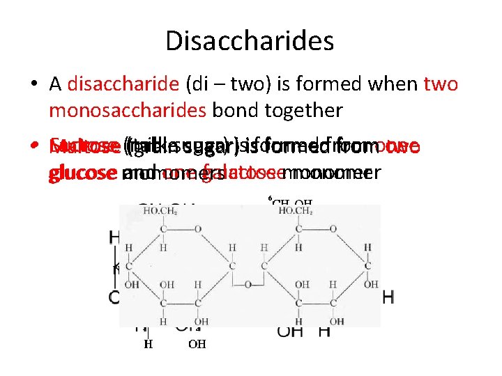 Disaccharides • A disaccharide (di – two) is formed when two monosaccharides bond together