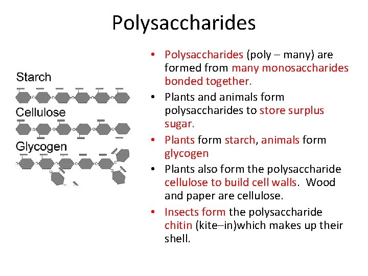 Polysaccharides • Polysaccharides (poly – many) are formed from many monosaccharides bonded together. •