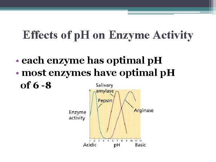 Effects of p. H on Enzyme Activity • each enzyme has optimal p. H