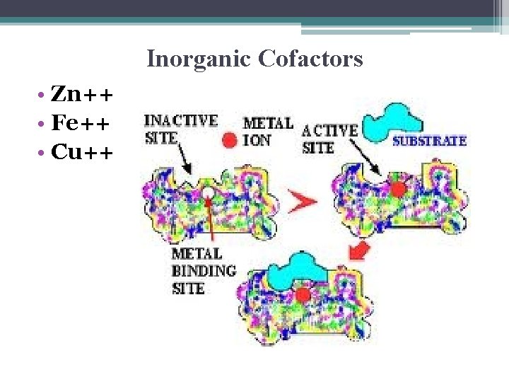 Inorganic Cofactors • Zn++ • Fe++ • Cu++ 