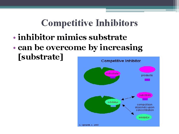 Competitive Inhibitors • inhibitor mimics substrate • can be overcome by increasing [substrate] 