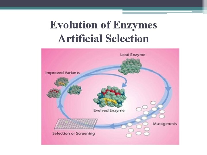 Evolution of Enzymes Artificial Selection 