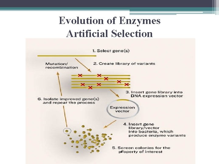 Evolution of Enzymes Artificial Selection 