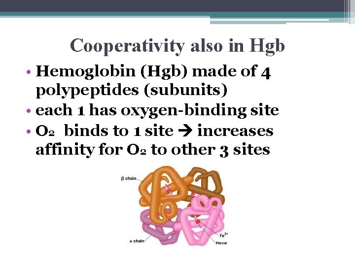 Cooperativity also in Hgb • Hemoglobin (Hgb) made of 4 polypeptides (subunits) • each