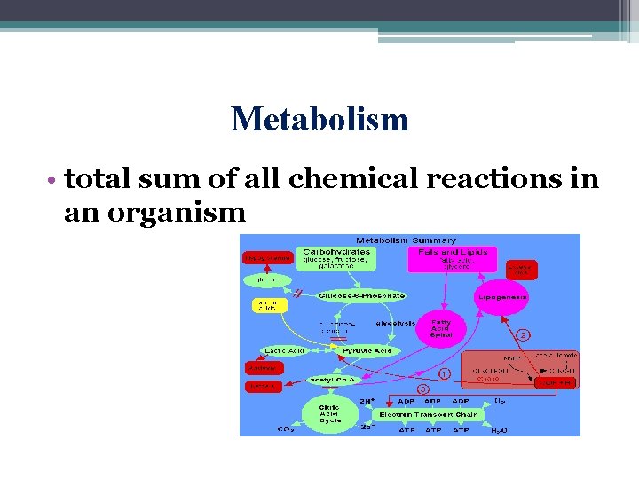 Metabolism • total sum of all chemical reactions in an organism 