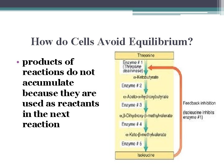 How do Cells Avoid Equilibrium? • products of reactions do not accumulate because they