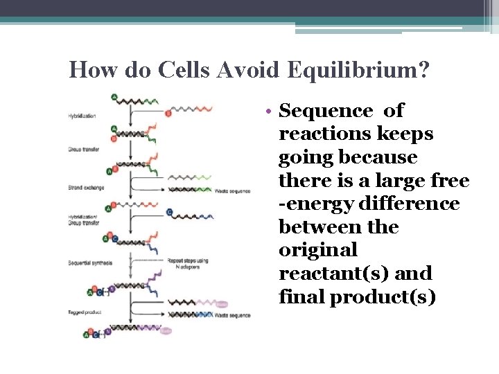 How do Cells Avoid Equilibrium? • Sequence of reactions keeps going because there is