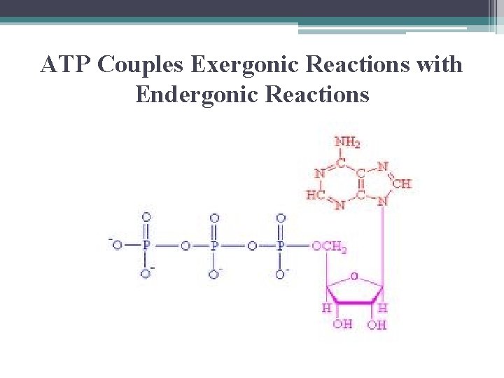 ATP Couples Exergonic Reactions with Endergonic Reactions 