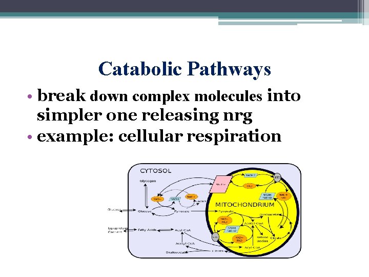 Catabolic Pathways • break down complex molecules into simpler one releasing nrg • example: