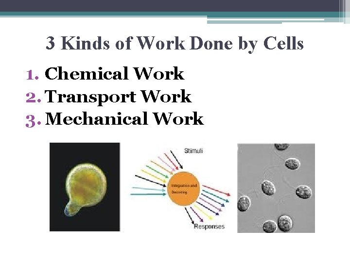 3 Kinds of Work Done by Cells 1. Chemical Work 2. Transport Work 3.