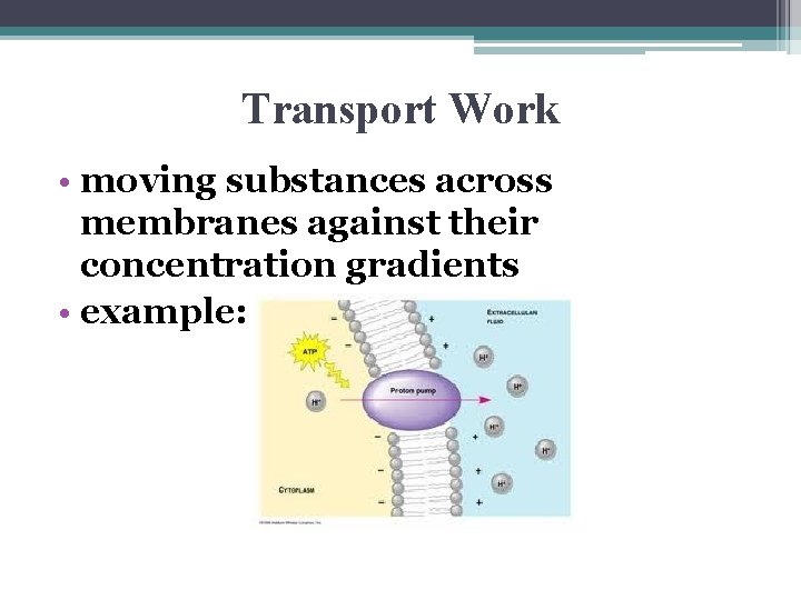 Transport Work • moving substances across membranes against their concentration gradients • example: 